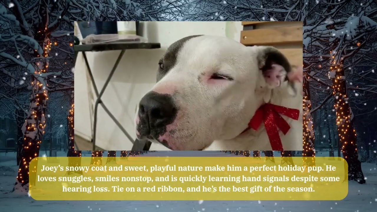 Enlarge Joey, a Adoptable mixed breed in Sapulpa, OK video 5/5