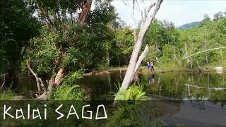 preview picture of video 'Objek Wisata Kalai Sago'