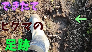 できたてほやほやヒグマ（エゾヒグマ）の足跡