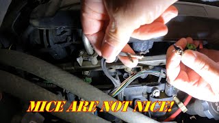 Repairing Rodent Damaged Fuel Injector Harness 2008 GMC 2500HD #diy #automotive #garage