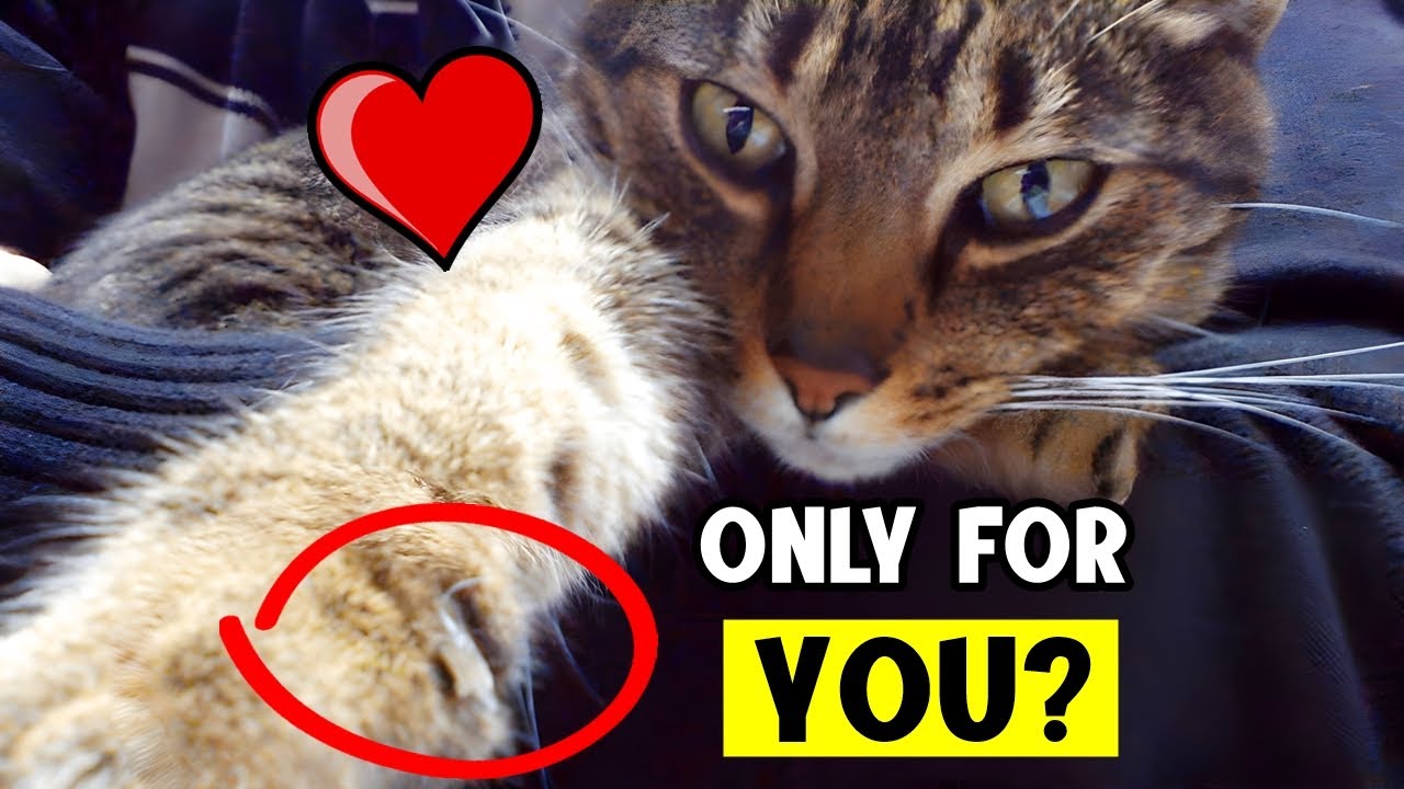 10 Things that cats do ONLY for their FAVORITE humans!