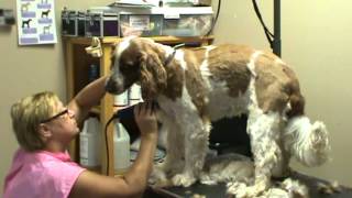 preview picture of video 'Best Dog Groomers-Applewood Boarding Kennel-207-453-5959'