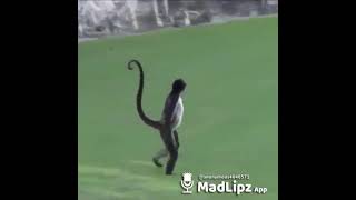 Download lagu KOCAK,monyet marah-marah pake bahasa jawa mp3 Download lagu KOCAK,monyet marah-marah pake bahasa jawa mp3