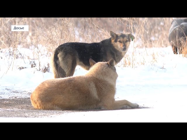 Искусанный собакой ангарчанин выиграл суд