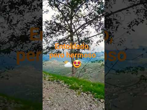 #Bambamarca #Llaucan #VistaAlegre #Hualgayoc #Perú