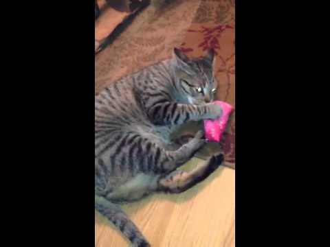 Betzaida & Tracy's fur babies playing with new catnip Spoil