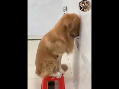 The destruction shows no signs of stopping 😆😆😆#Dogs #CuteDogs #LoveDog