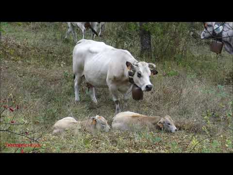 3^PARTE, TRANSUMANZA DI ROBERTA COLOMBERO, MANDRIA A MARMORA IN VALLE MAIRA.(CN) SAB. 9 - 10 - 2021.