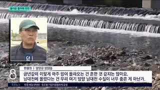 [G1뉴스]올해도 돌아온 황어떼 장관