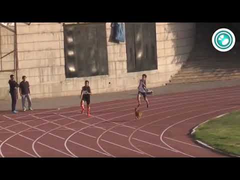 Dog Wins Track Race Against Two Humans - 1017527