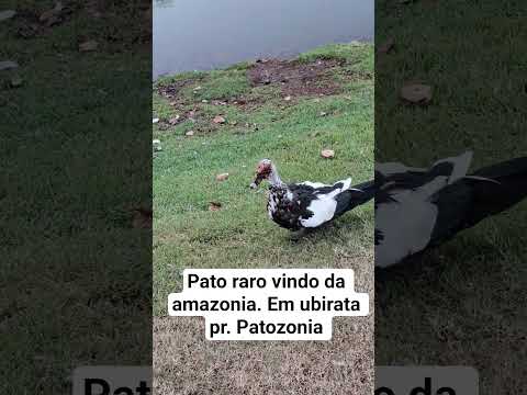 Pato raro da Amazônia em ubirata pr. #plantas #pato #patodonald #patos