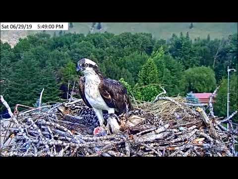 Dunrovin Ranch Osprey Video_2019-06-29_185417-Headless Fish 5.28 PM~PI21DA