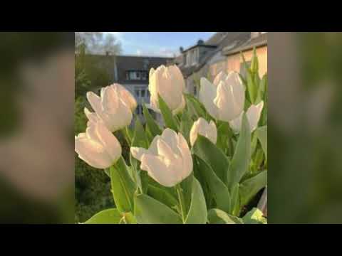 Jack Wins feat. Caitlyn Scarlett - Freewheelin' (Sped Up + Reverb)