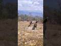 The Donkey Wants To Have Sex With The Zebra Zebra Donkey Animals Video Reels