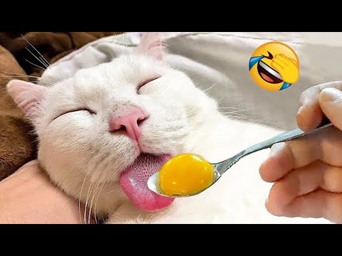 Essayer de ne pas rire 🤩 meilleurs chiens et chats drôles partie 8