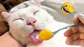 Essayer de ne pas rire 🤩 meilleurs chiens et chats drôles partie 8