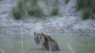 preview picture of video 'WITH TIGERS IN BANDHAVGARH.mp4'