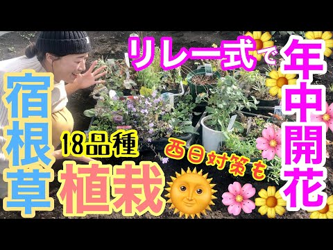 一年生植物に花を咲かせ、コーヒーかすを適用して成長を刺激します