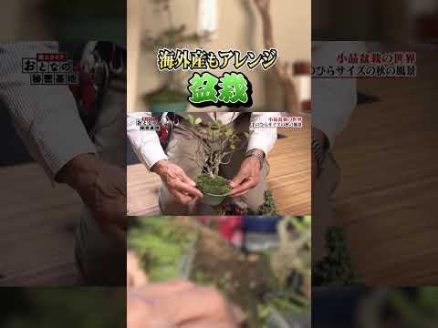 屋内および屋外の盆栽の選択とメンテナンス: 初心者でもプロのように矮性の木の世話をする  庭園