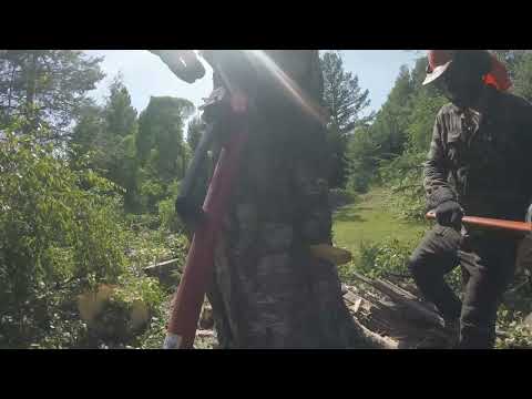 Kallellaan olevan puunkaato - Husqvarna 372XP