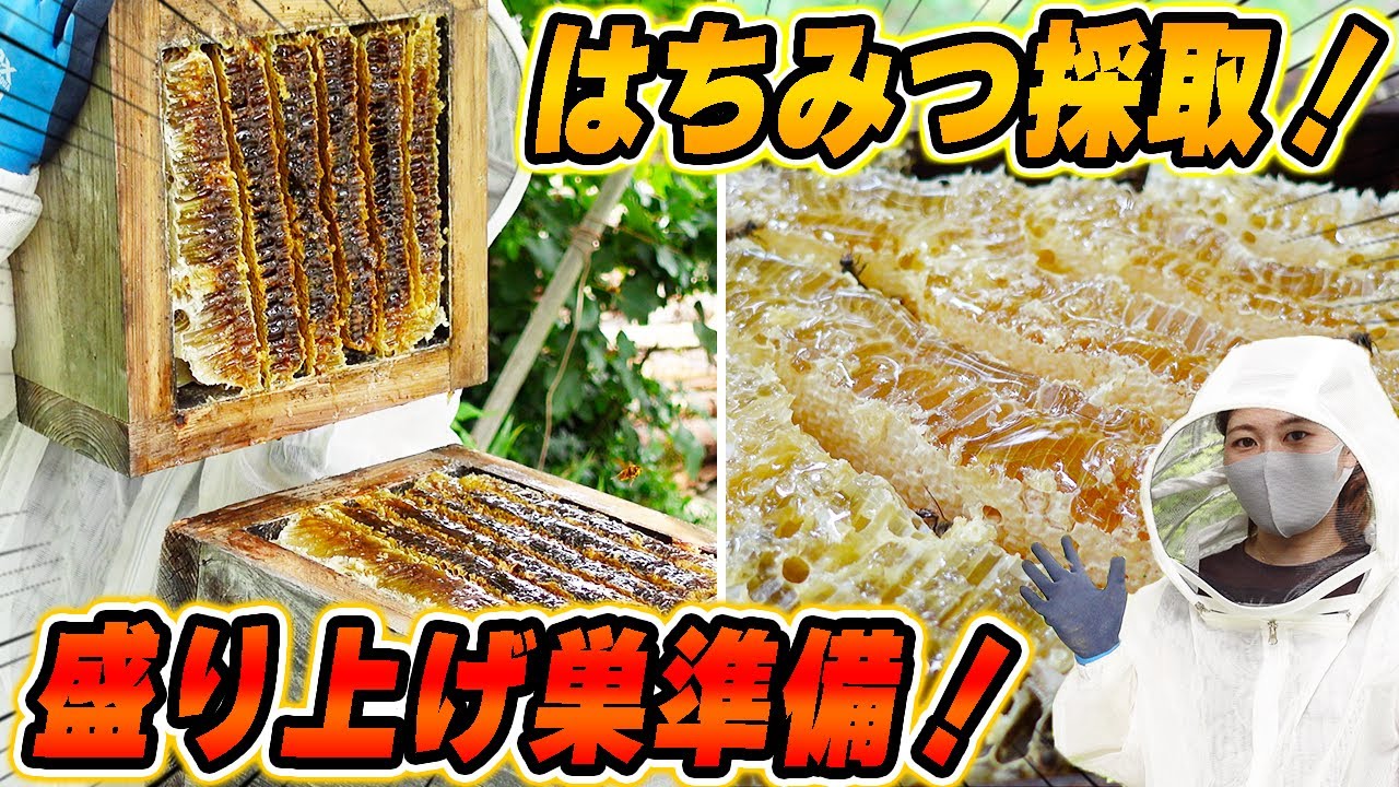 ニホンミツバチのはちみつ採取と盛り上げ巣を作る準備をしました！
