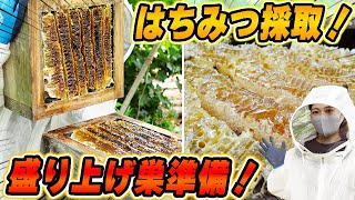 ニホンミツバチのはちみつ採取と盛り上げ巣を作る準備をしました！