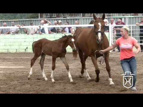 Hengstfohlen von Casparino - Alcatraz - Renomee Z