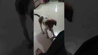 Mixed Puppies Videos