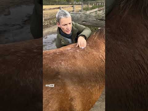 GEFÄHRLICH! "Cracking" von Hunden und Pferden in #Berlin