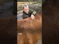 GEFÄHRLICH Cracking Von Hunden Und Pferden In Berlin