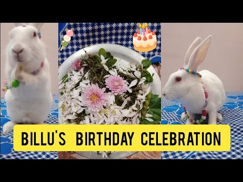 BILLU'S  BIRTHDAY CELEBRATION 🎉🎂 | Yatharth Rabbits 💐