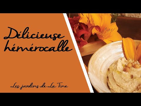 , title : 'Découvrir l'hémérocalle - Une fleur comestible délicieuse -  Les jardins de La Tine'