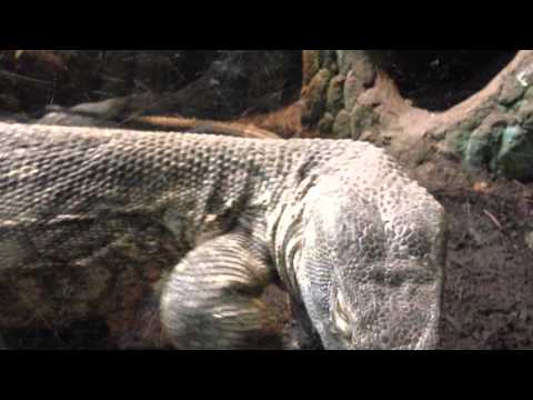 Monitor lizard close up