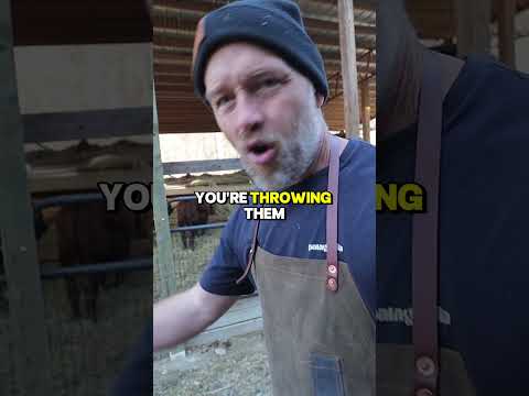 Avoid This Common Chicken Feed? Why It's Bad