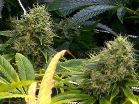 New state laws enacted in 2013: Guns, gay marriage and grass