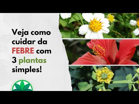 Veja como cuidar da FEBRE com 3 plantas SIMPLES!