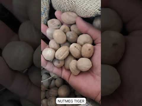 Nutmeg without shell, packaging size: 50kg