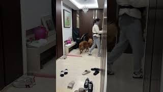 Morning Vlog in Korea with my Dog 🇰🇷 #shorts #morningvlog #korea