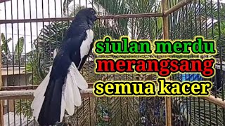 Download lagu suara burung kacer ngeplong merdu sangat ampuh buat pancingan kacer bahan bikin cepat gacor mp3 Download lagu suara burung kacer ngeplong merdu sangat ampuh buat pancingan kacer bahan bikin cepat gacor mp3