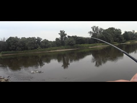 Łowienie rzecznych kleni i boleni na spinning | odra Bytom Odrzański | odc 12 | 8 kleni, 4 bolenie