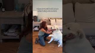 Always excited to come home to this! He gives the best greetings! #jodeemessina #dog #countrymusic