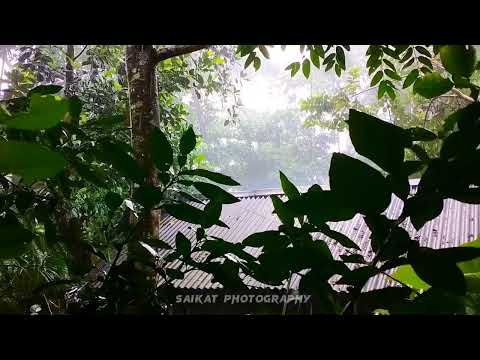 A beautiful rainy day | #song #rain #rainyday #viralvideo#saikat #nature #photography #naturelovers