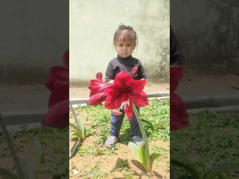 Felfeli Hmar - Isua ka nei ta / Ka thlarau a chawm leh thin (audio)