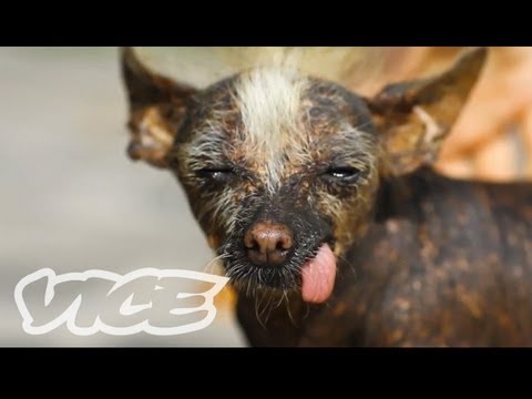 Cute Peruvian Hairless Dogs! | The Cute Show