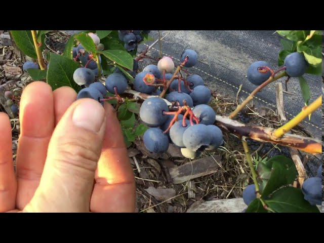 Сорт голубики Спартан посадка без торфа #сортаголубики#голубика#дача#сад#дом#секретысадоводства