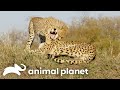 The Dangerous Life Of A Jungle Cat Big Cat Tales Animal Planet