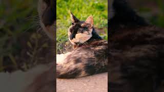 Download lagu #shorts kucing lagi santai #trending #viral #youtubeshorts mp3