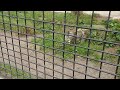 釧路市動物園 ココアのまったり動画live配信