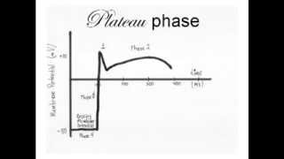 Drawing a cardiac action potential