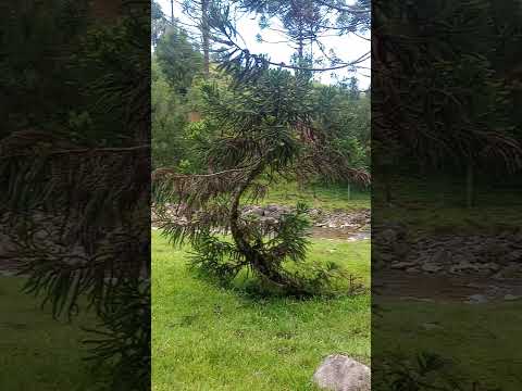 São Bonifácio SC 03 01 26 #automobile #beautiful #travel #mountains #nature #traveling #offroad